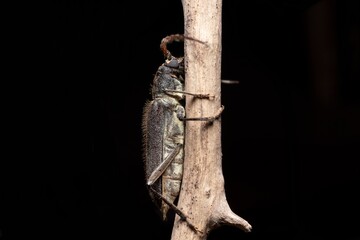 Longhorn Beetle sit on a dry branch stock photo