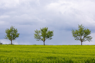 Fototapeta na wymiar Drei Bäume vor blauem Himmel auf einer grünen Wiese zwischen Langgöns und Hüttenberg in Hessen, Deutschland
