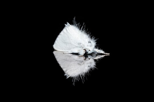 Sphrageidus Similis The Gold Tail Moth Stock Photo