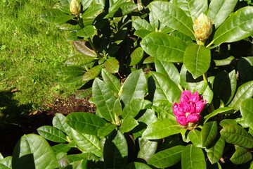 Closed and half-open buds of blooming red or pink rhododendron flower plant in spring with bright green leaves around on a sunny day