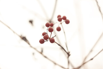 Viburnum berries on a branch in late autumn. Shallow depth of field