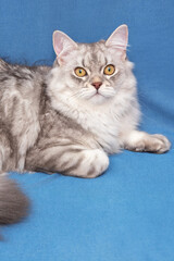A very beautiful, grey, Scottish kitten with brown eyes. He lies on a blue background and looks at you. Wallpaper, postcard. vertical
