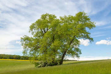 Large old tree with green leaves in summer 2021 in front of blue sky taken close to Grueningen in...