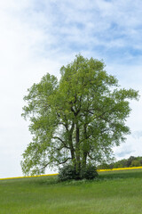 Fototapeta na wymiar Old solitary tree in front of blue sky close to Grueningen in Hessia, Germany