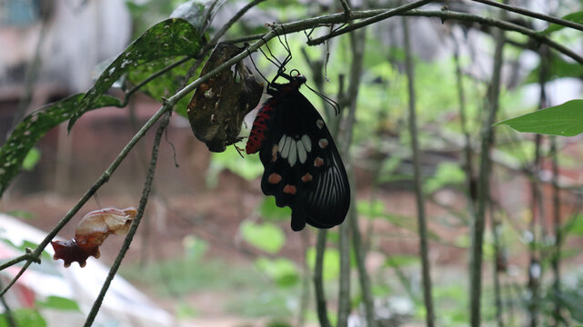 A newborn Ceylon rose butterfly perched on a branch near the its cocoon and a fire ant trying to bite the abdomen of the butterfly