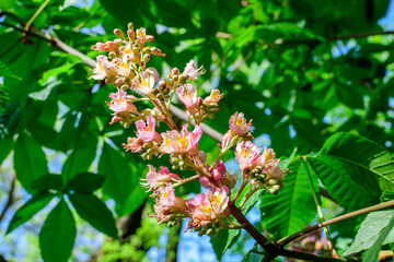 Small fresh green leaves and pink flowers and buds on branches of a Chestnut tree, in a garden in a sunny spring day, beautiful outdoor monochrome background photographed with selective focus.