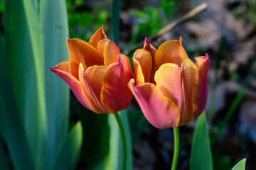 Two elicate vivid orange tulips in full bloom in a sunny spring garden, beautiful outdoor floral background photographed with selective focus.
