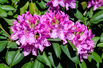 Bush of many delicate vivid pink flowers of azalea or Rhododendron plant in a sunny spring Scotish garden, beautiful outdoor floral background photographed with selective focus.