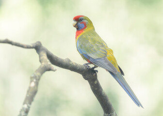 Juvenile crimson rosella (Platycercus elegans) perched on branch