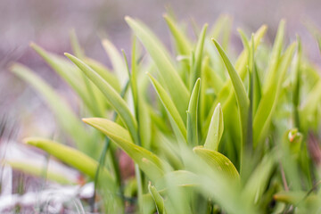 Young green grass close-up. Fresh juicy green grass background. Nature abstract background. Selective focus.