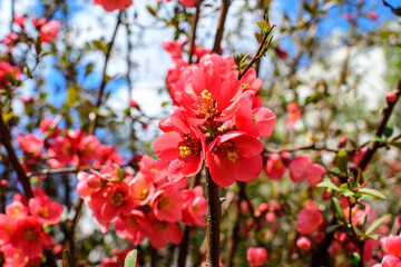 Close up delicate red flowers of Chaenomeles japonica shrub, commonly known as Japanese quince or Maule's quince in a sunny spring garden, beautiful Japanese blossoms floral background, sakura. © Cristina Ionescu