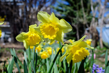 Obraz premium Close up of many delicate yellow daffodil flowers in full bloom with blurred green grass, in a sunny spring garden, beautiful outdoor floral background photographed with soft focus.
