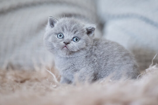 Extram niedliches Katzenbaby BKH Kitten ganz vertr&auml;umt