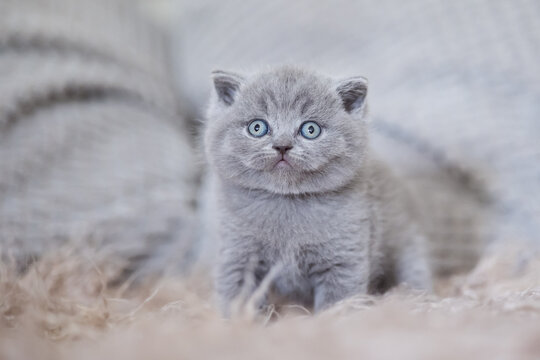 Extram niedliches Katzenbaby BKH Kitten ganz vertr&auml;umt