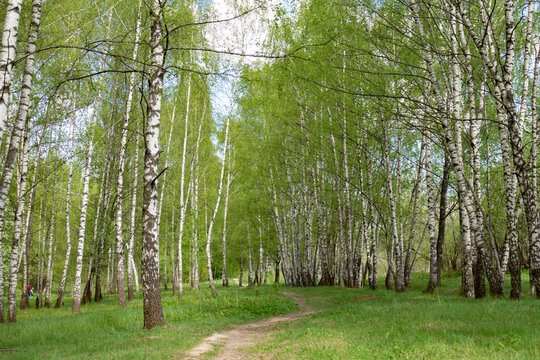 Spring landscape park with green grass field with birch trees and winding path on sunny day