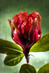 Pomegranate Bud and Blossom in Phase One