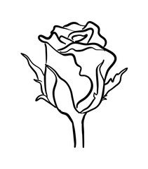 Rose vector