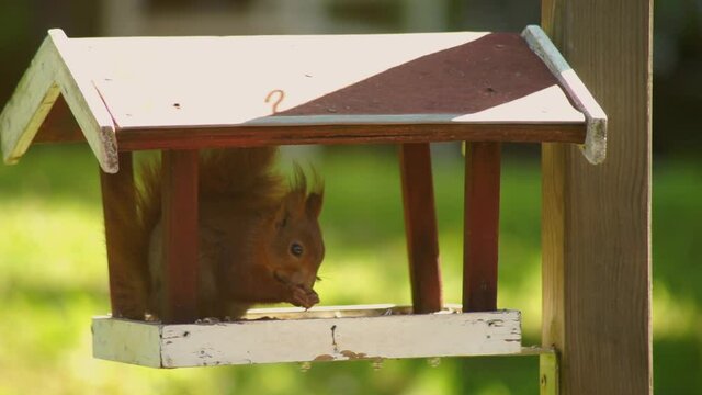 Brown squirrel eats in a bird feeder nuts, in the garden. Close up. Steady