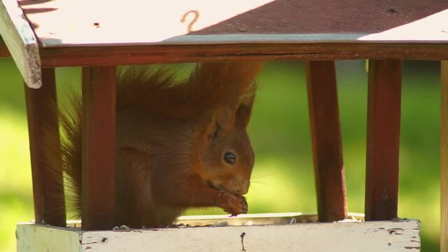 Brown squirrel eats in a bird feeder nuts, in the garden. Ultra close up. Slow motion. Full HD. Sweet.