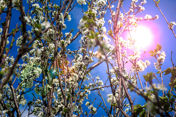 flowering plum branches against a sunny blue sky
