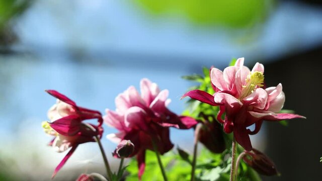 Tender pink aquilegia bells flowers on the sunny weather