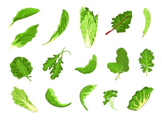 Salad leaves. Green fresh farm food, lettuce, cabbage, arugula, cress and kale. Healthy microgreen sprout, organic leaf vegetable vector set