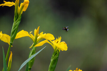 A bumble bee hovers and prepares to land on a buttercup to collect nectar