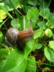 Photo of a large snail crawling along the grass.  snail on green background. © tatiana3337