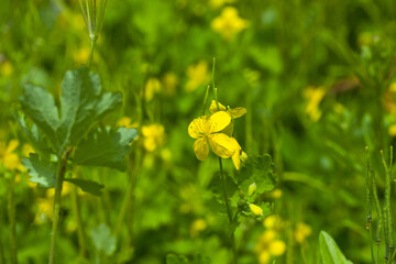 Flowering yellow celandine plant in forest.
