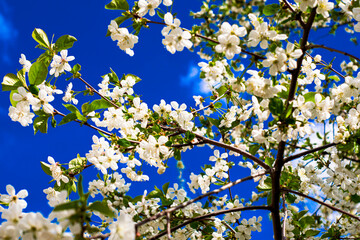 cherry blossoms on a blue sky background