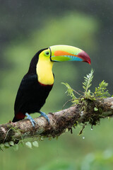 Wildlife from Costa Rica, tropical bird. Toucan sitting on the branch in the forest, green vegetation. Nature travel holiday in central America. Keel-billed Toucan, Ramphastos sulfuratus.