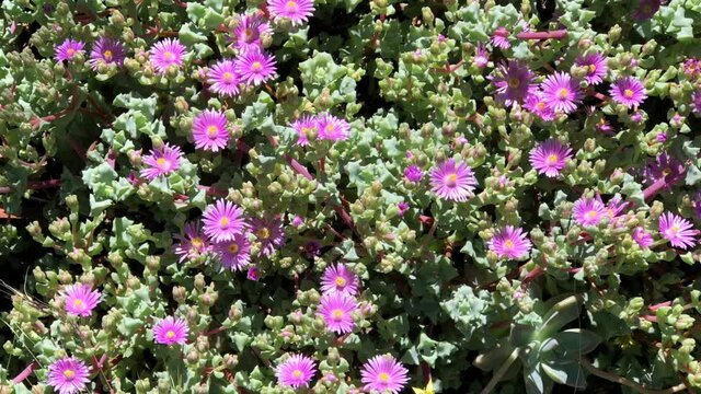 4K HD video zooming in on Mesembryanthemum Purple succulents, also known as purple pig face succulents

