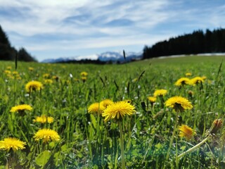 dandelion in green field with mountain background.