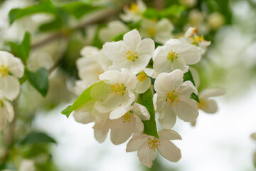 blooming apple tree in the park in spring