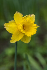 Narcissus Dutch Master yellow daffodil flower, family: Amaryllidaceae