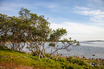 Fototapeta na wymiar trees on the beach