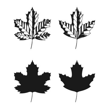 Vector illustration of sycamore leaves isolated on white background. Maple leaf clip art.