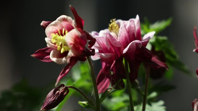 Tender pink aquilegia bells flowers on the sunny weather