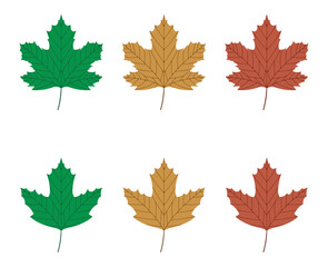 Naklejka na ściany i meble Vector illustration of green, yellow and red sycamore leaves isolated on white background. Maple leaf clip art.