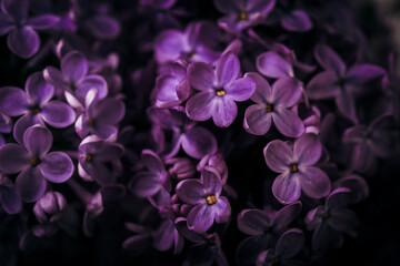 lilac blossom. Spring violet flowers, background with lilac flowers.