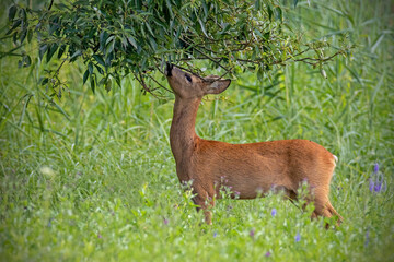 Roe deer male feeding himself with tree branch in forest meadow in summer. Wild game marking its territory on wildflower clearing in summertime. Behaviour of herbivore biting leaves in green habitat. © WildMedia