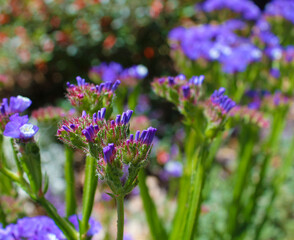 Sea lavender is  common in Spain and known for it's papery flowers