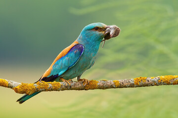 European roller, coracias garrulus, sitting with mouse in beak on branch. Turquoise bird holding rodent on tree in summer. Colorful feathered predator looking on bough.