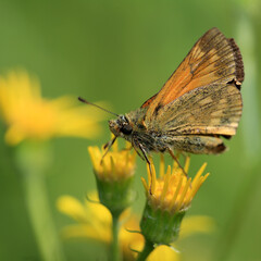 Large Skipper butterfly, (Ochlodes sylvanus), on yellow flowers, Norfolk, UK.