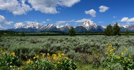 the magnificent peaks mount moran and the grand teton range with  pretty yellow sunflowers in a field of sage brush in grand teton national park, wyoming