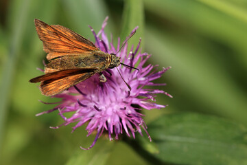 Large Skipper butterfly, (Ochlodes sylvanus), feeding on a thistle flower, Norfolk, UK.