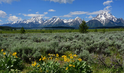Fototapeta na wymiar the magnificent peaks mount moran and the grand teton range with pretty yellow sunflowers in a field of sage brush in grand teton national park, wyoming
