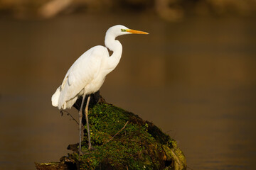 Adult great egret, ardea alba, with white plumage sitting on branch surrounded by water. Large heron hunting from tree in river. Bird predator sitting on moss-covered stump in water ecosystem.