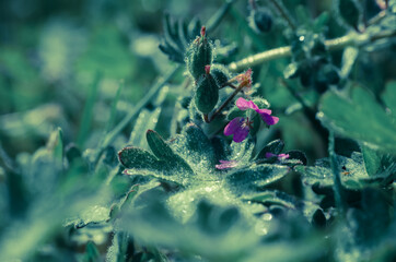 FIELD FLOWERS - Colorful spring in the meadow 