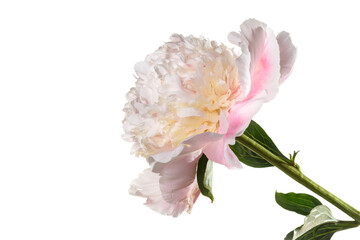 Obraz na płótnie Canvas Delicate pink peony flower isolated on pink background.
